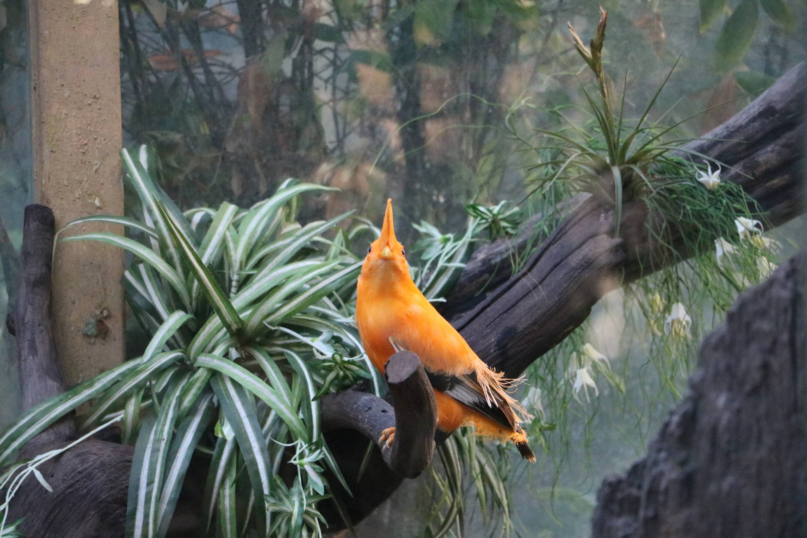 Guianan cock-of-the-rock, February 2016
