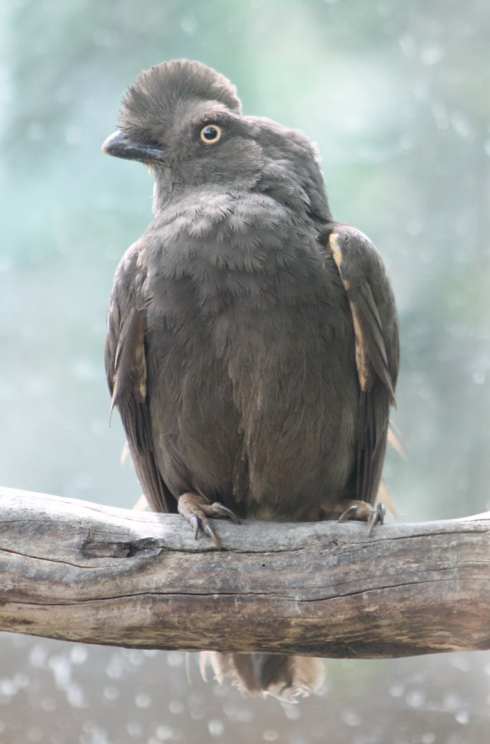 Guianan cock-of-the-rock Female