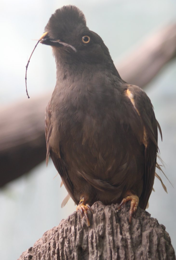 Guianan cock-of-the-rock - female