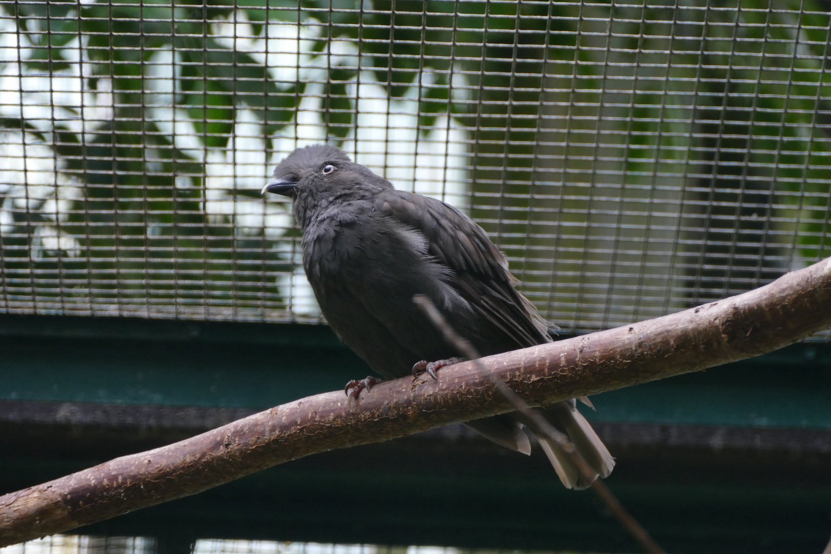 Guianan cock-of-the-rock hen