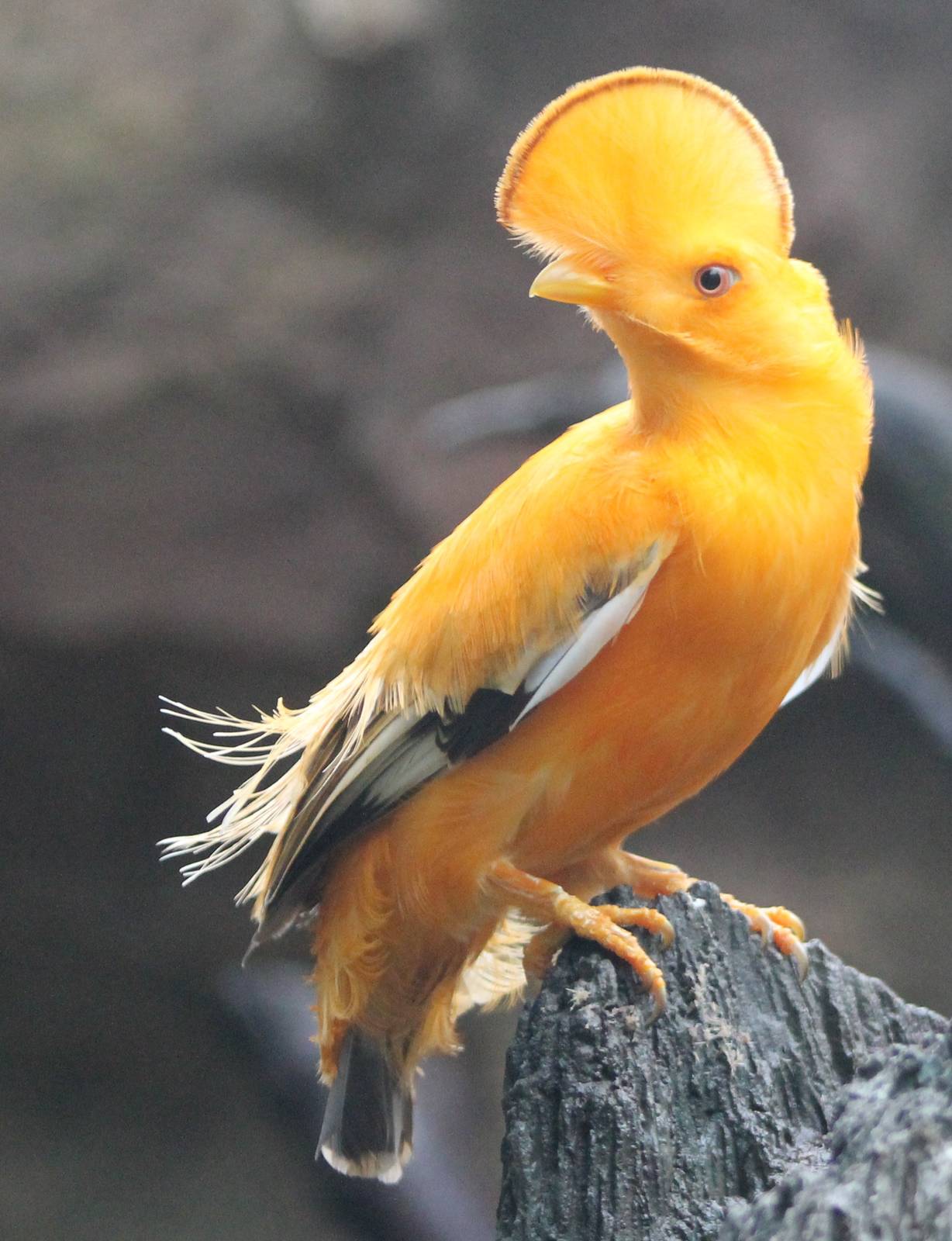 Guianan cock of the rock male