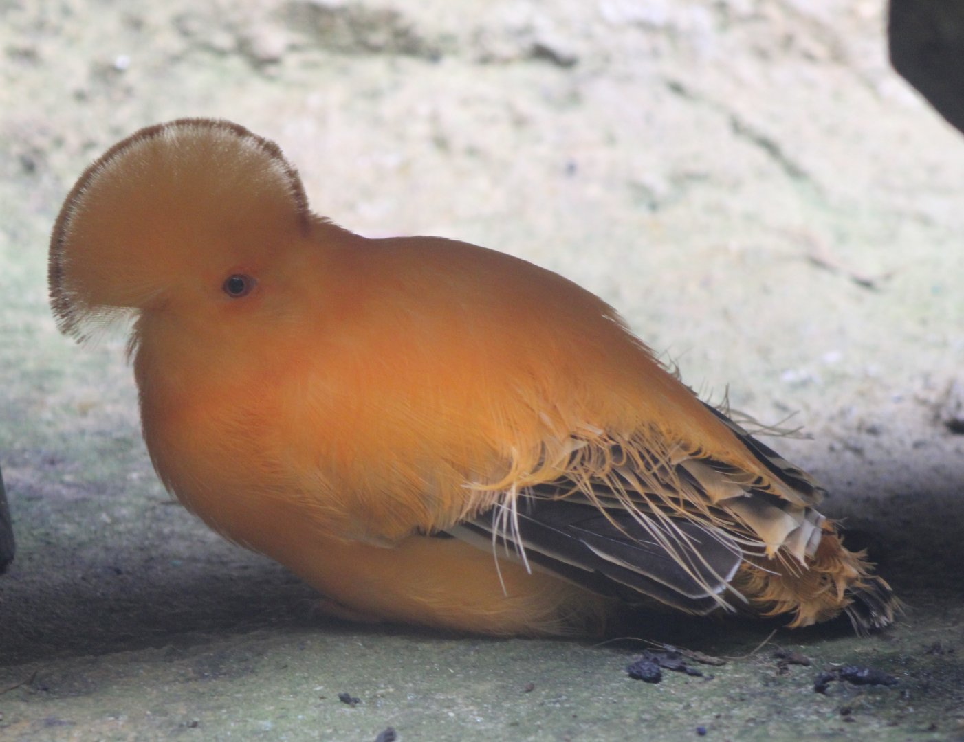 Guianan cock-of-the-rock - male