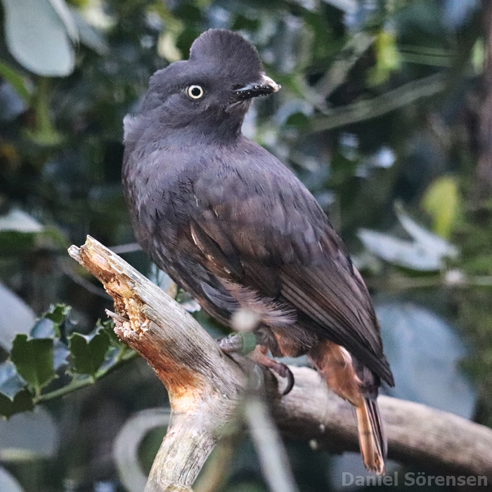 Guianan cock-of-the-rock (Rupicola rupicola), female.
