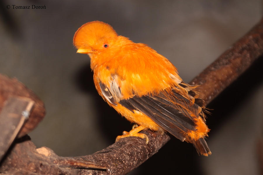 Guianan Cock of the Rock (Rupicola rupicola) - male.