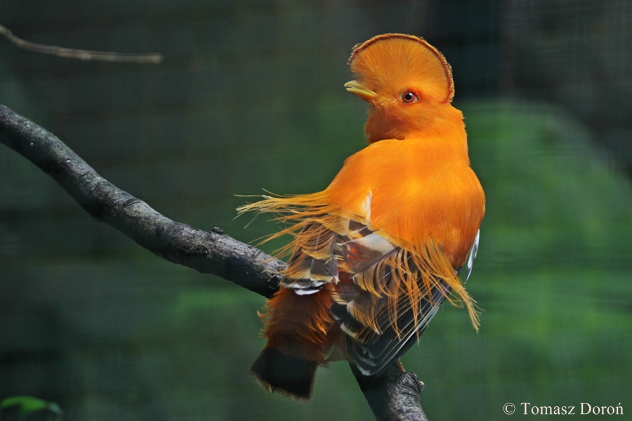 Guianan Cock-of-the-rock, Rupicola rupicola - male