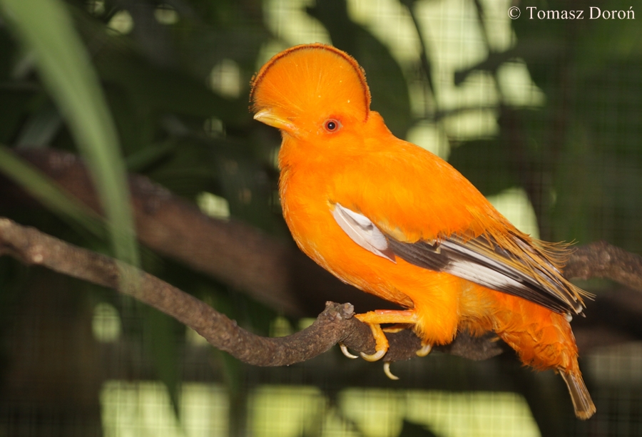 Guianan Cock-of-the-rock (Rupicola rupicola) - male