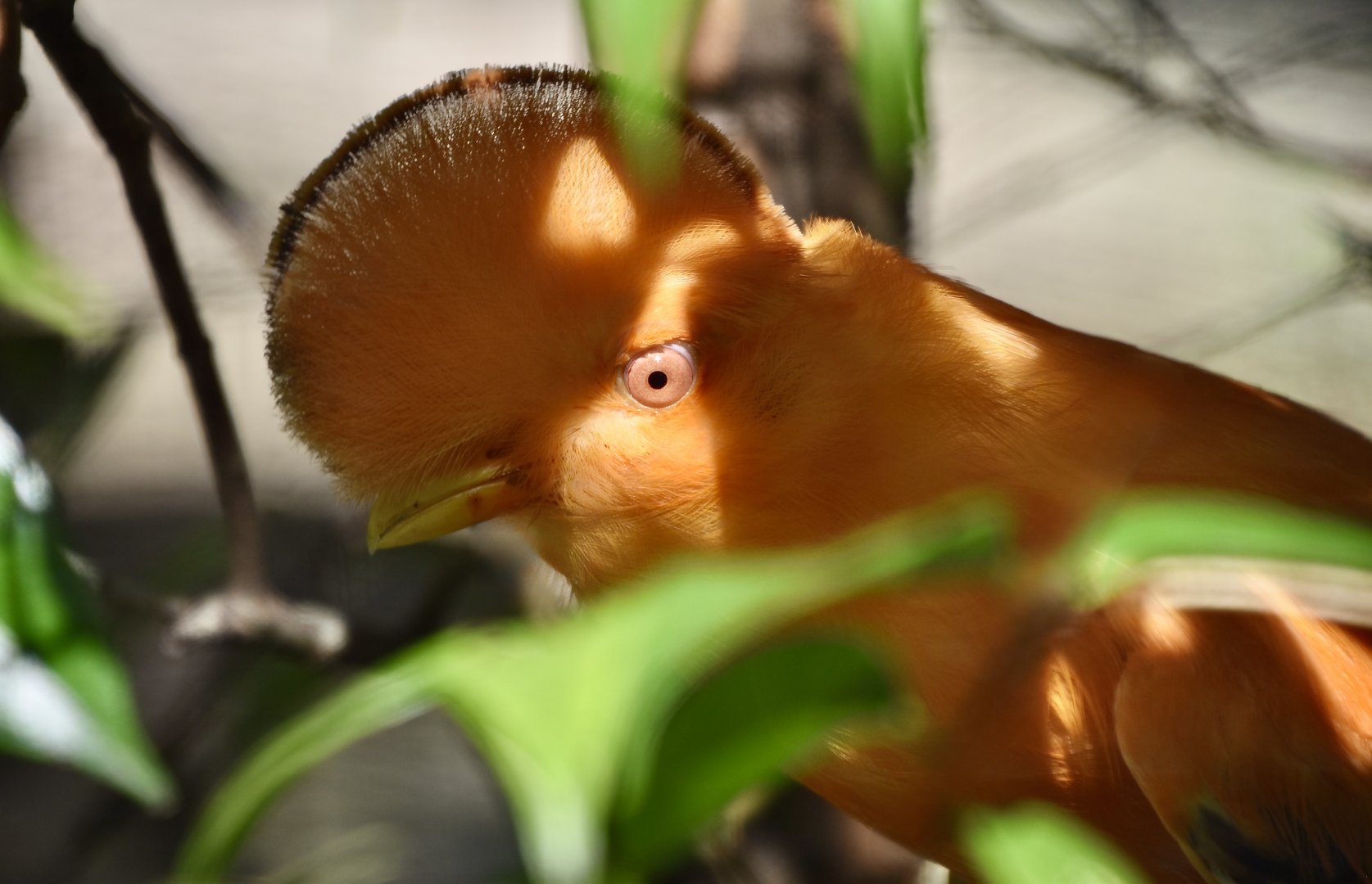 Guianan Cock-of-the-Rock (Rupicola rupicola) male