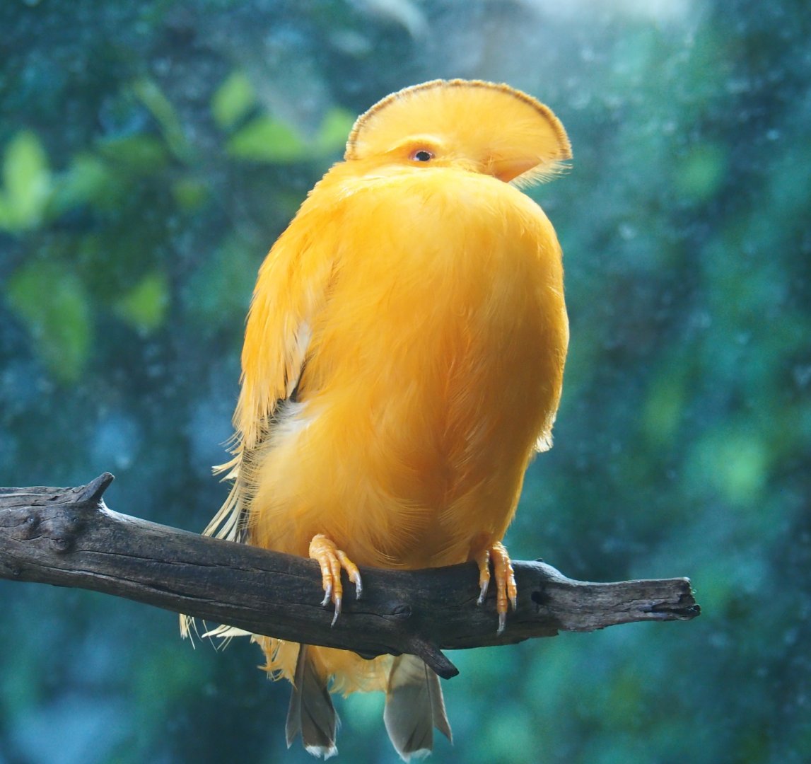 Guianan cock-of-the-rock (Rupicola rupicola), Sep 2nd, 2018