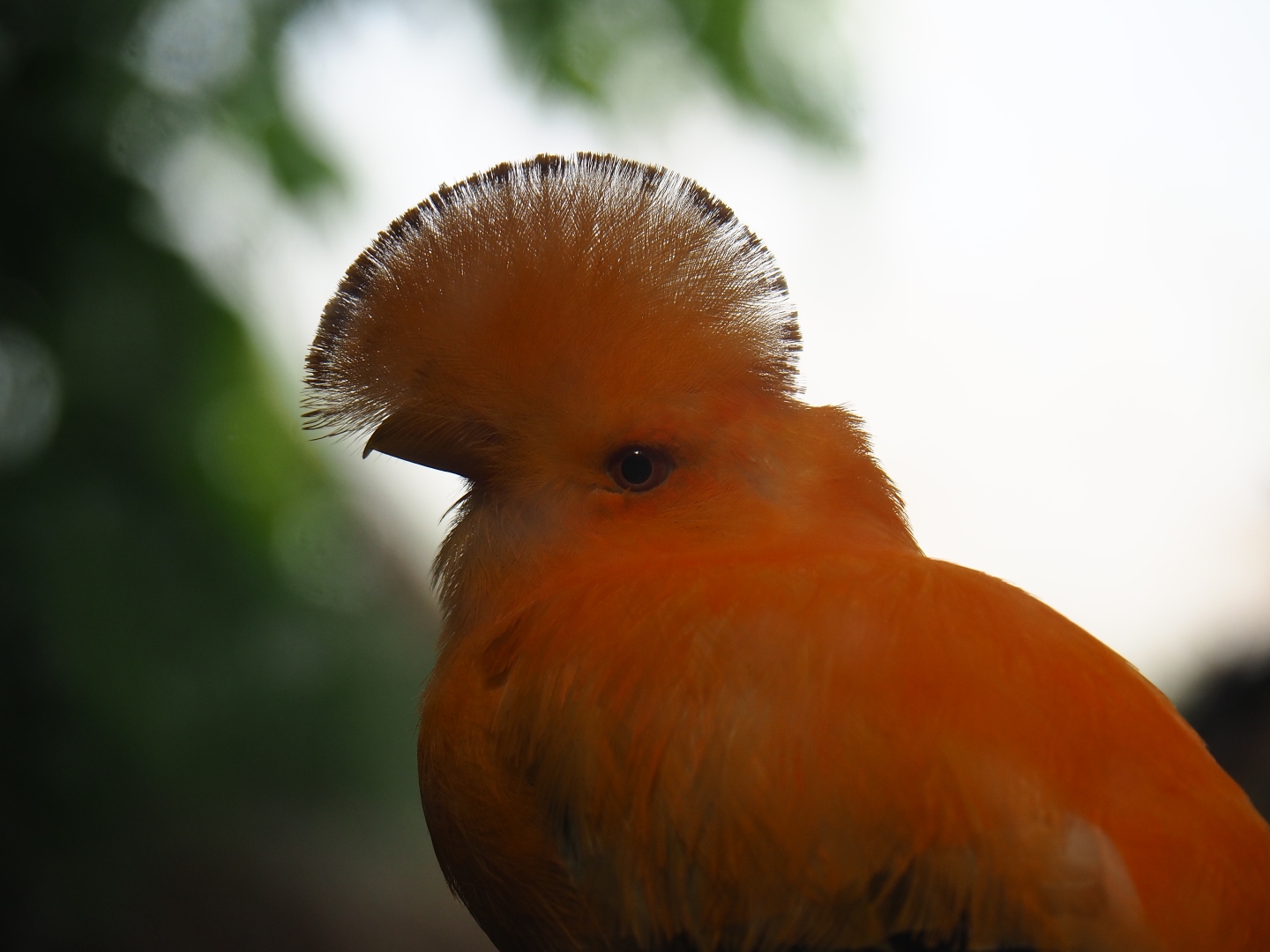 Guianan cock-of-the-rock (Rupicola rupicola), Sep 2nd, 2018