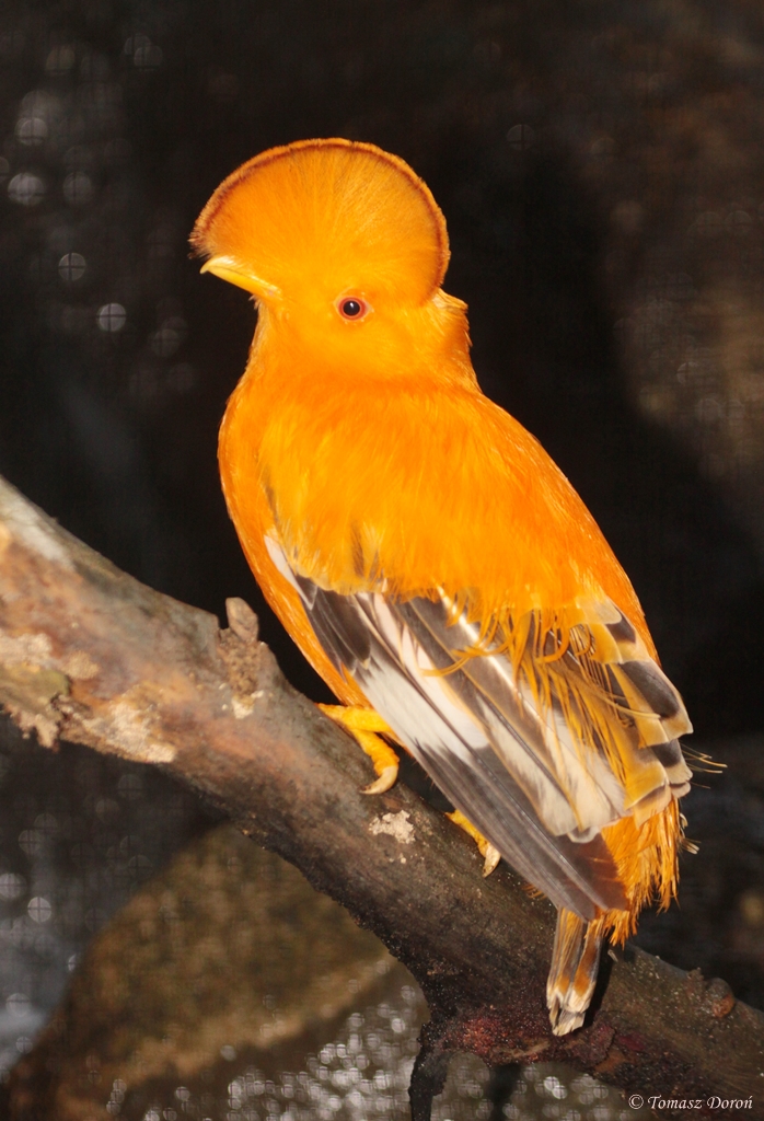 Guianan Cock-of-the-rock (Rupicola rupicola)