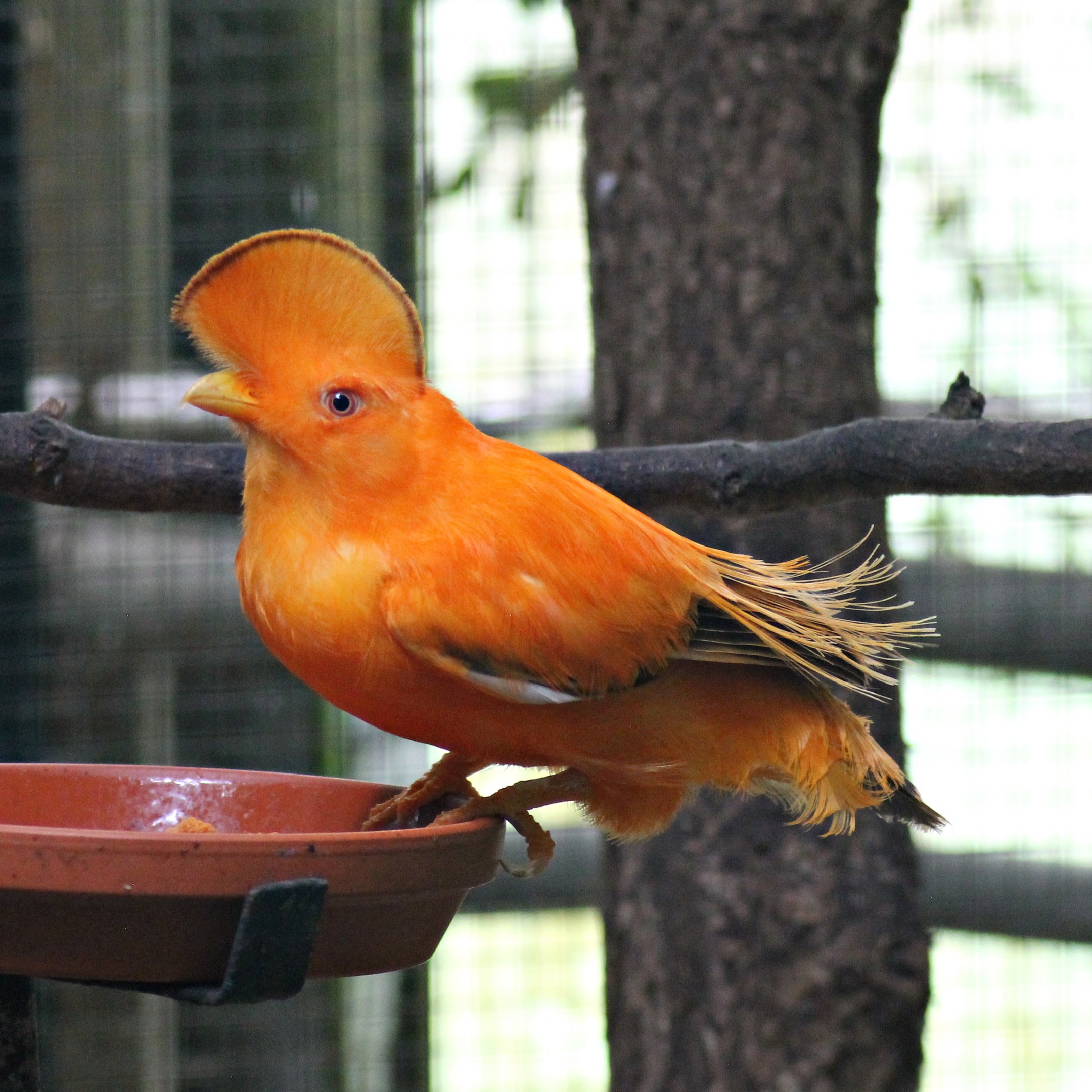 Guianan cock-of-the-rock (Rupicola rupicola)