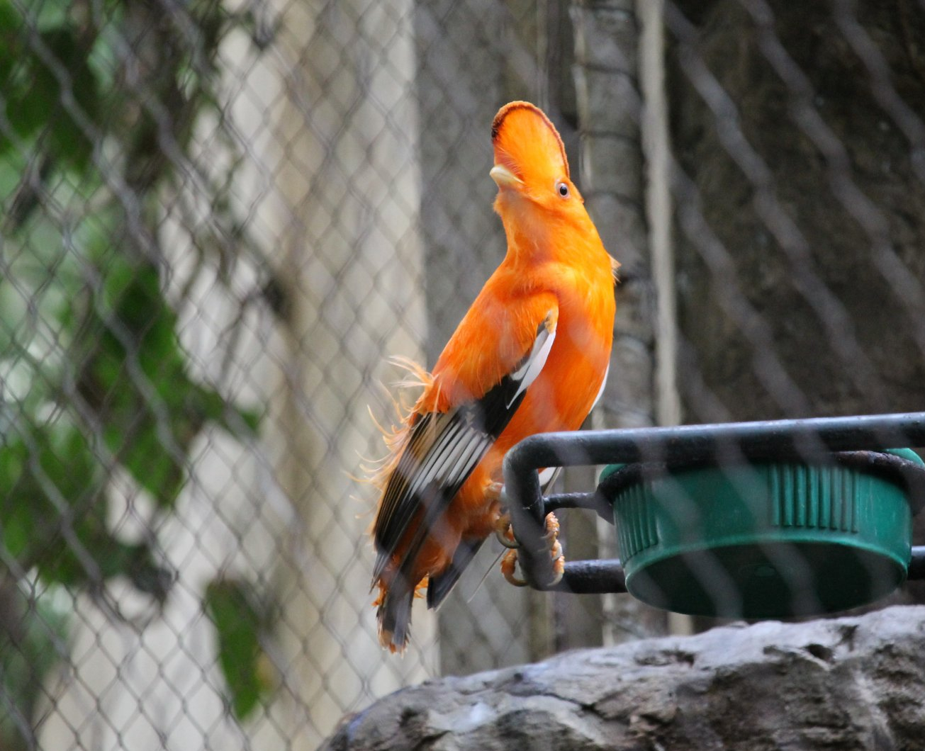 Guianan cock-of-the-rock (Rupicola rupicola)