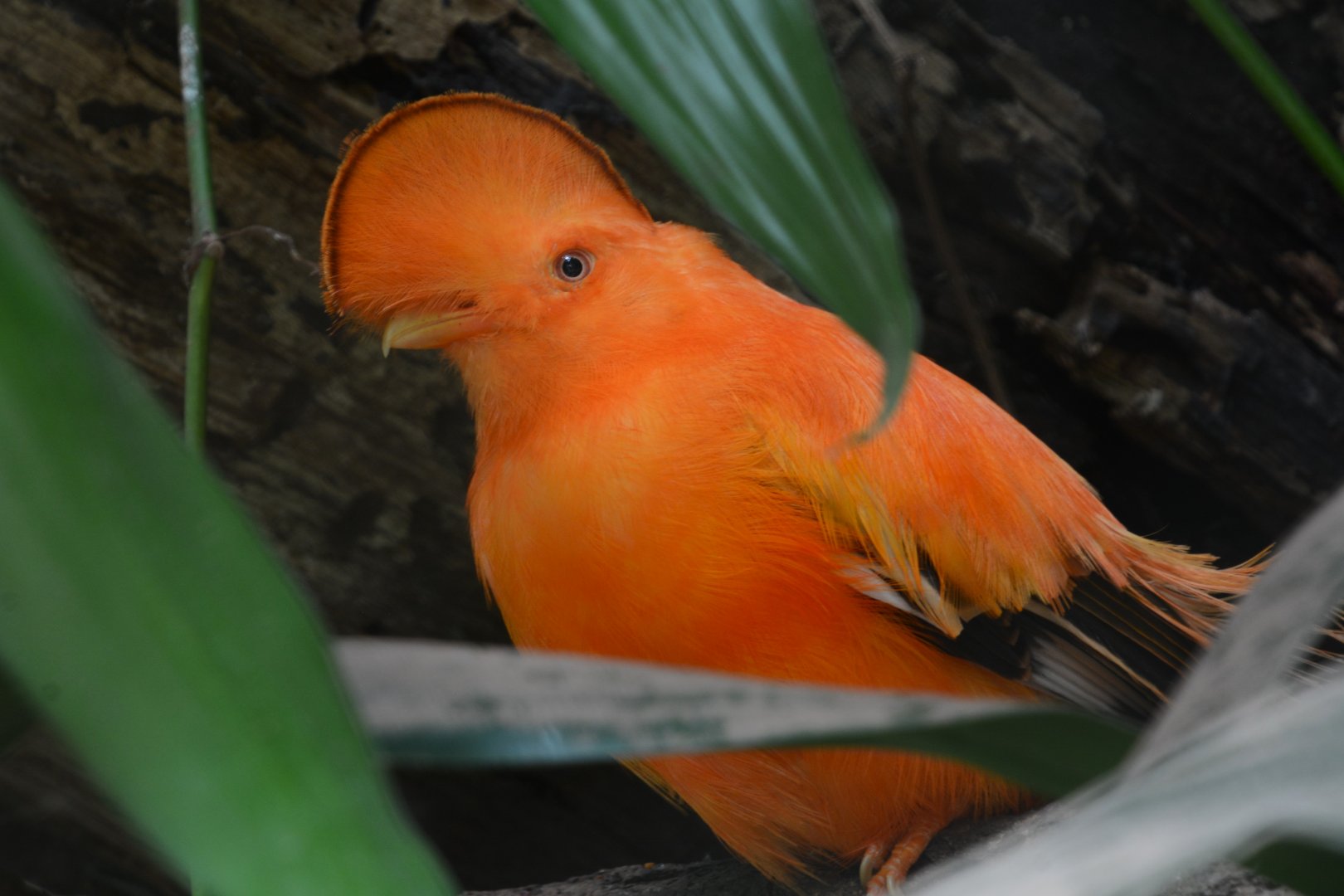 Guianan cock-of-the-rock (Rupicola rupicola)