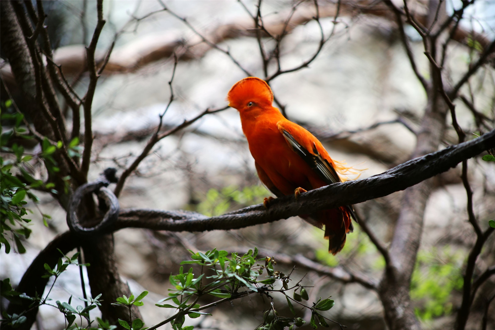 Guianan Cock-of-the-rock (Rupicola rupicola)