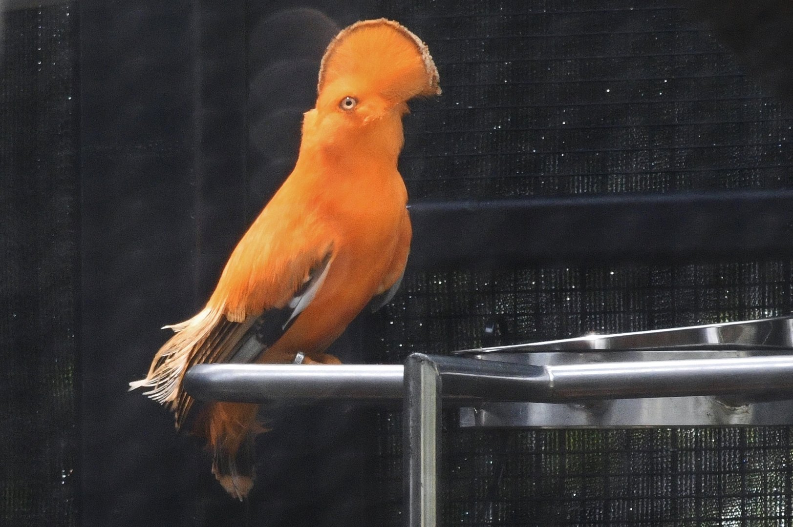 Guianan Cock-of-the-rock (Rupicola rupicola)