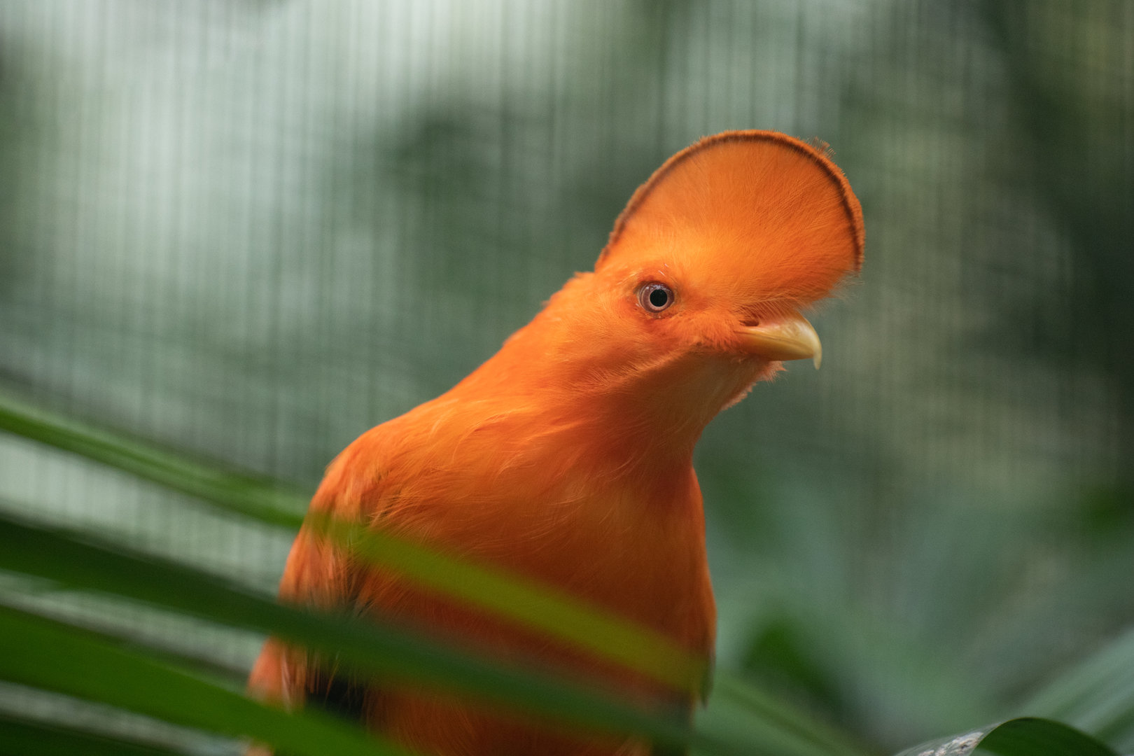 Guianan cock-of-the-rock (Rupicola rupicola)