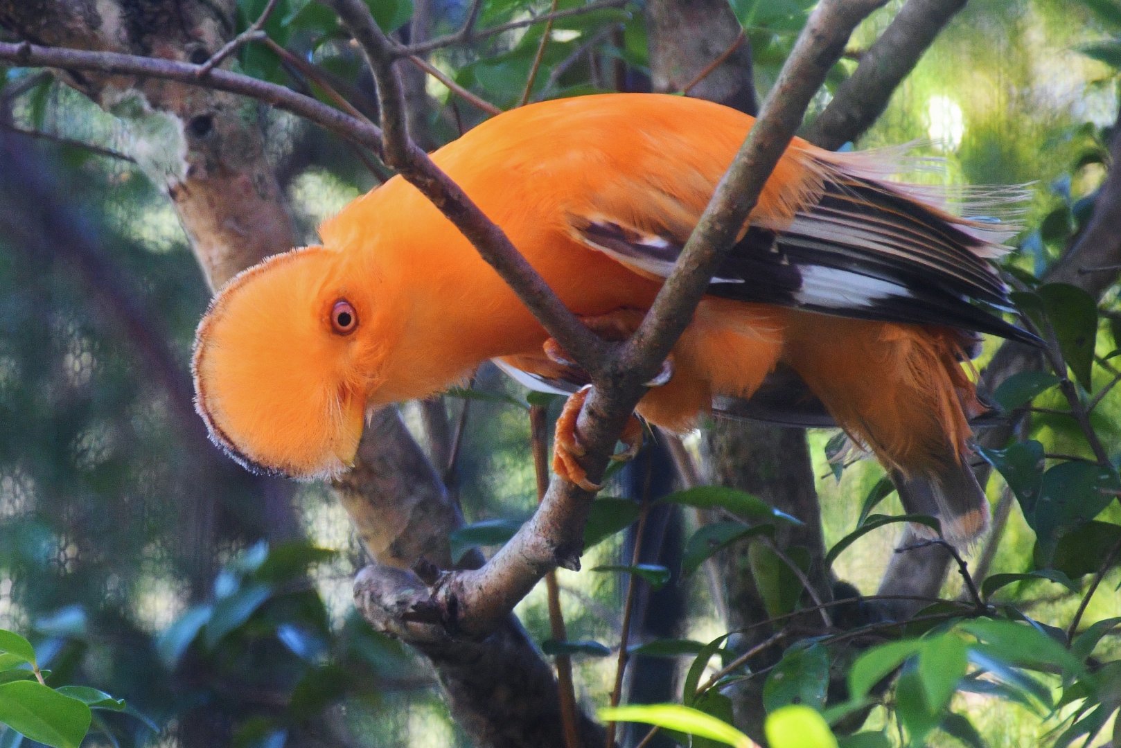 Guianan Cock-of-the-Rock (Rupicola rupicola)