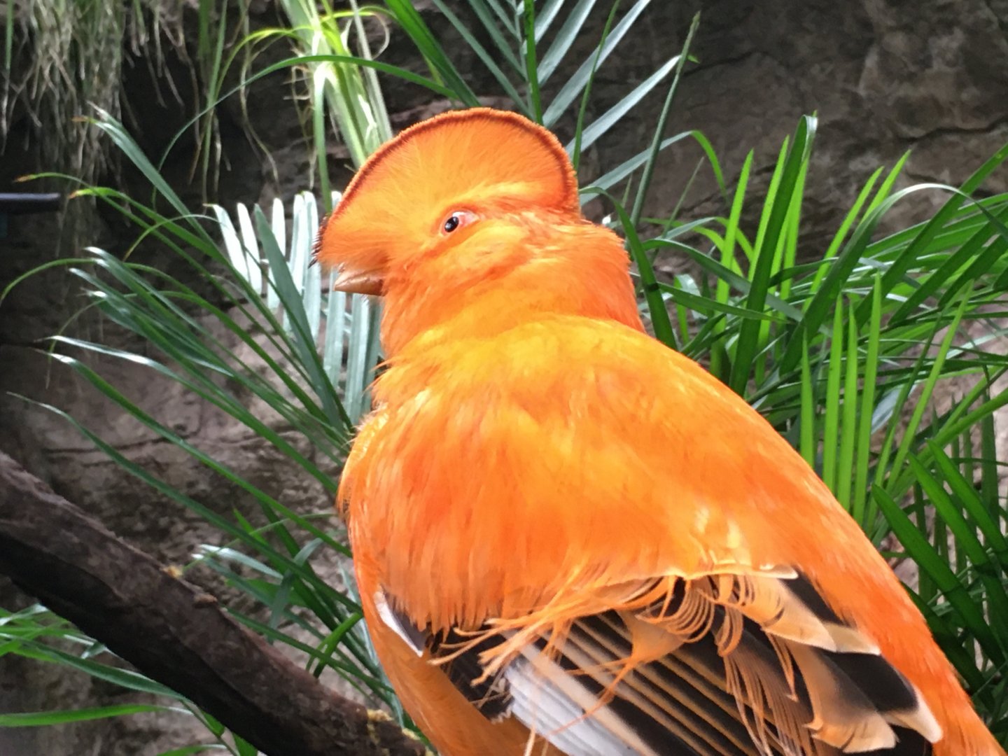 Guianan Cock-Of-The-Rock (Rupicola rupicola)