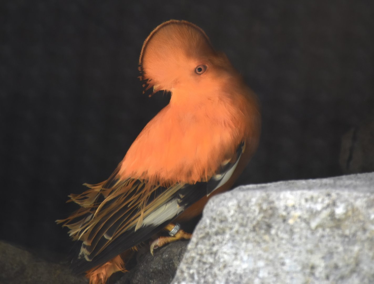 Guianan Cock-of-the-Rock (Rupicola rupicola)