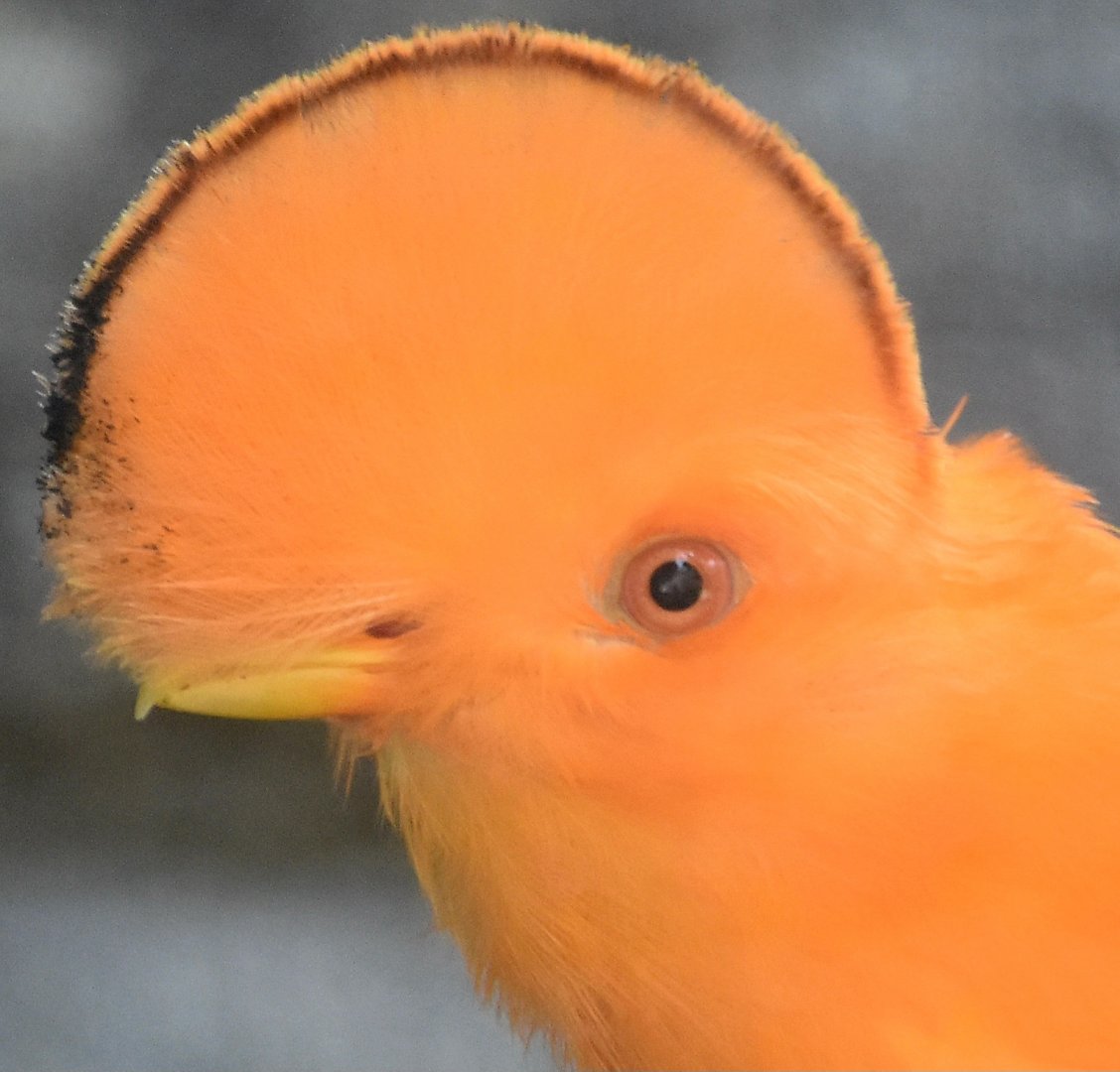 Guianan Cock-of-The-Rock (Rupicola rupicola)