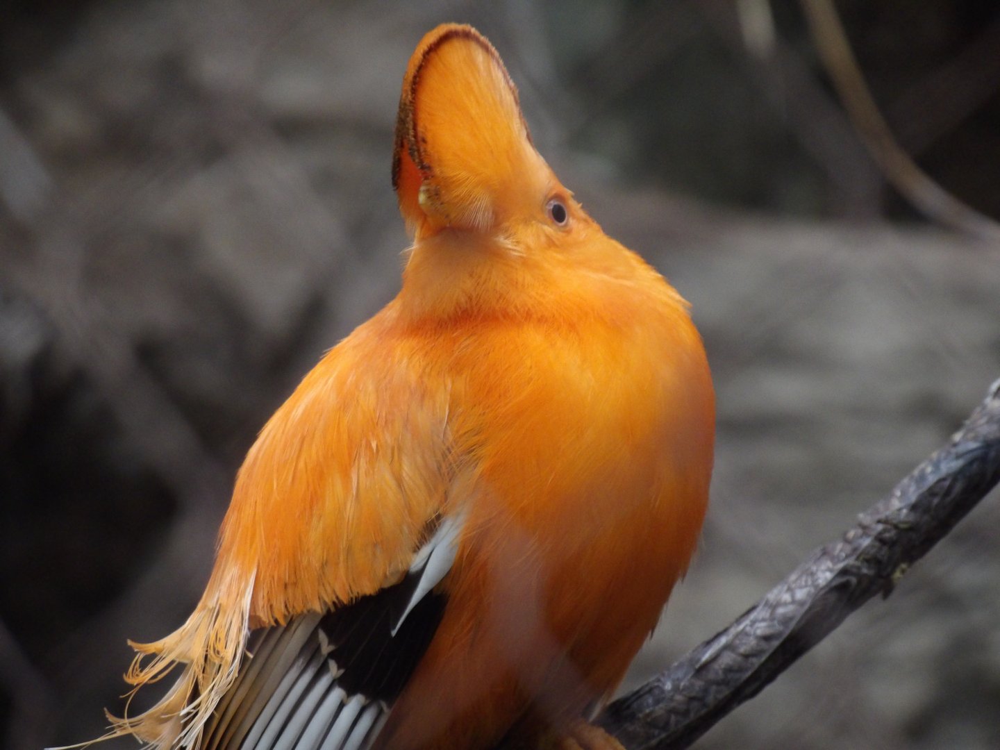 Guianan Cock-of-the-Rock(Rupicola rupicola)