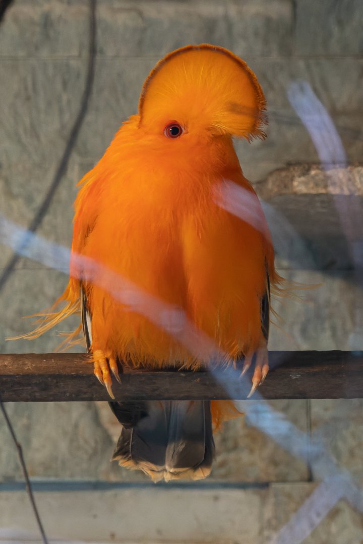 Guianan cock-of-the-rock (Rupicola rupicola)