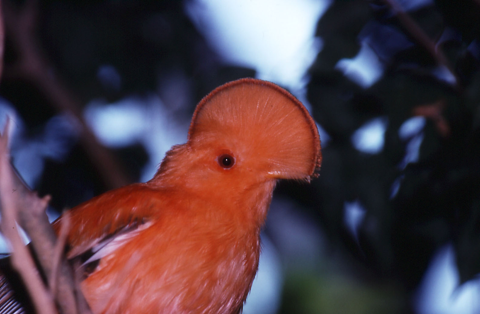 Guianan Cock-of-the-Rock