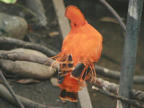 Guianan Cock-of-the-rock
