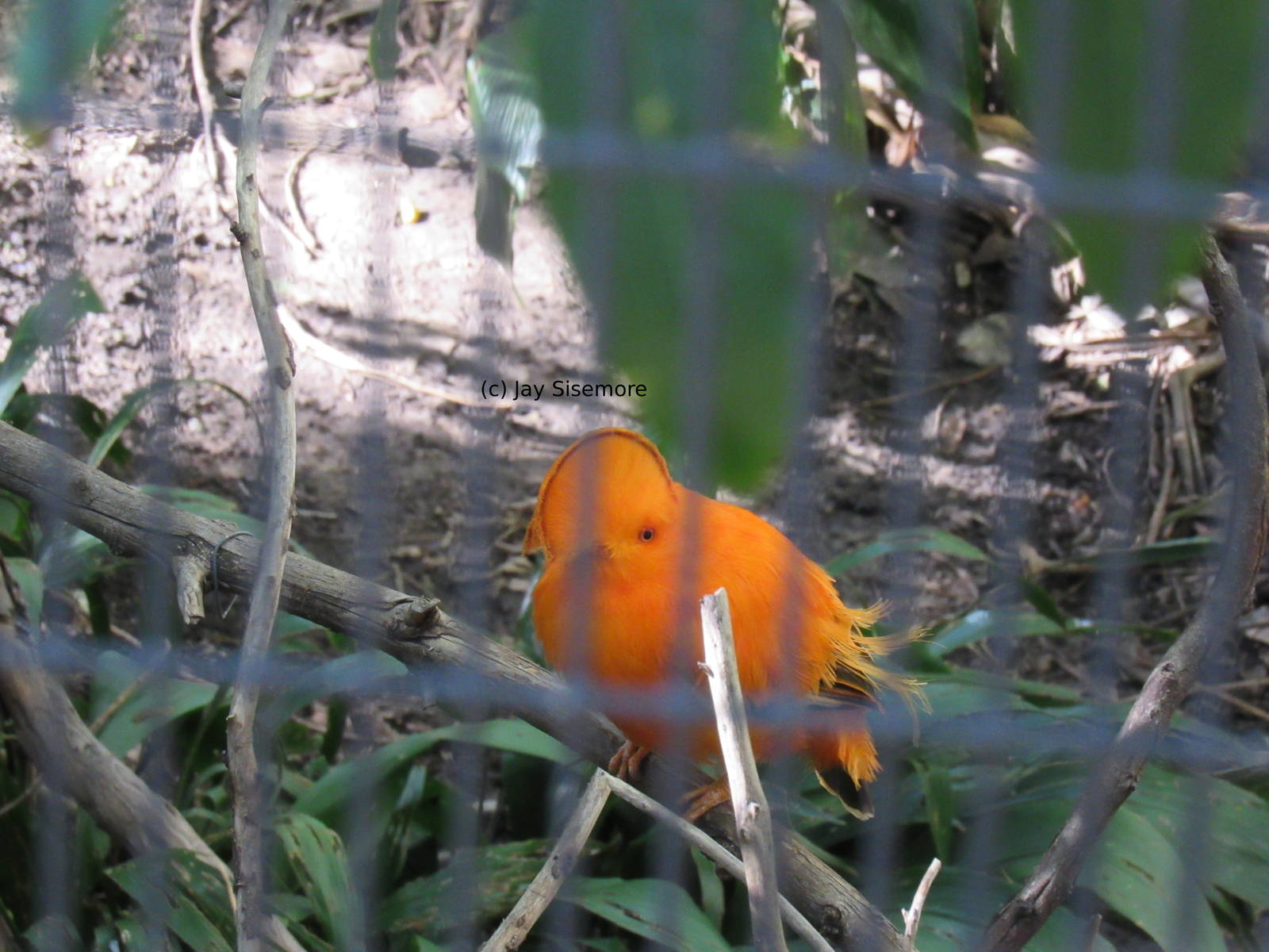 Guianan Cock-of-the-Rock