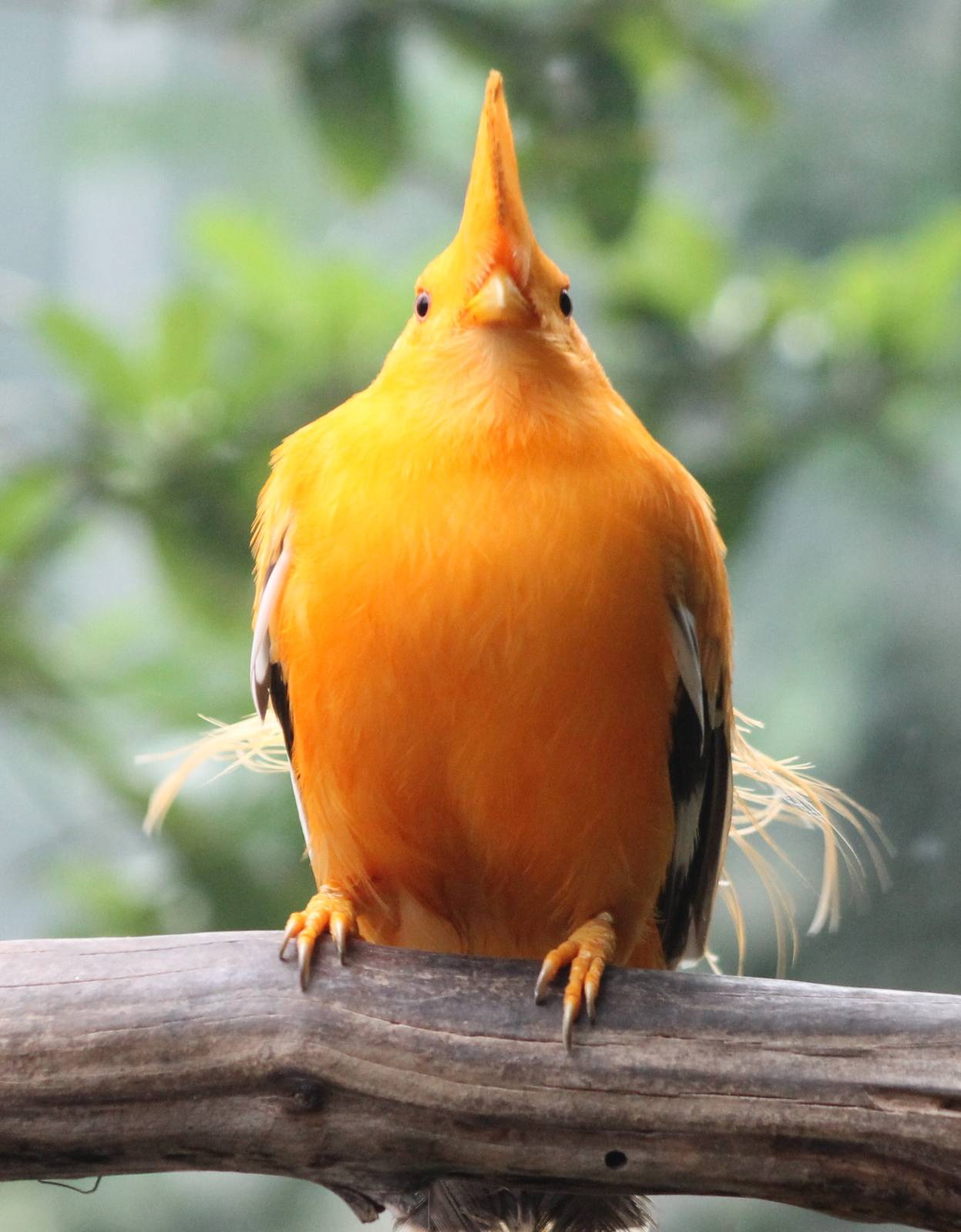 Guianan cock of the rock