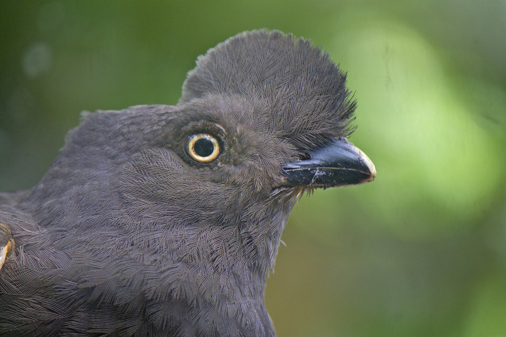 Guianan cock-of-the-rock