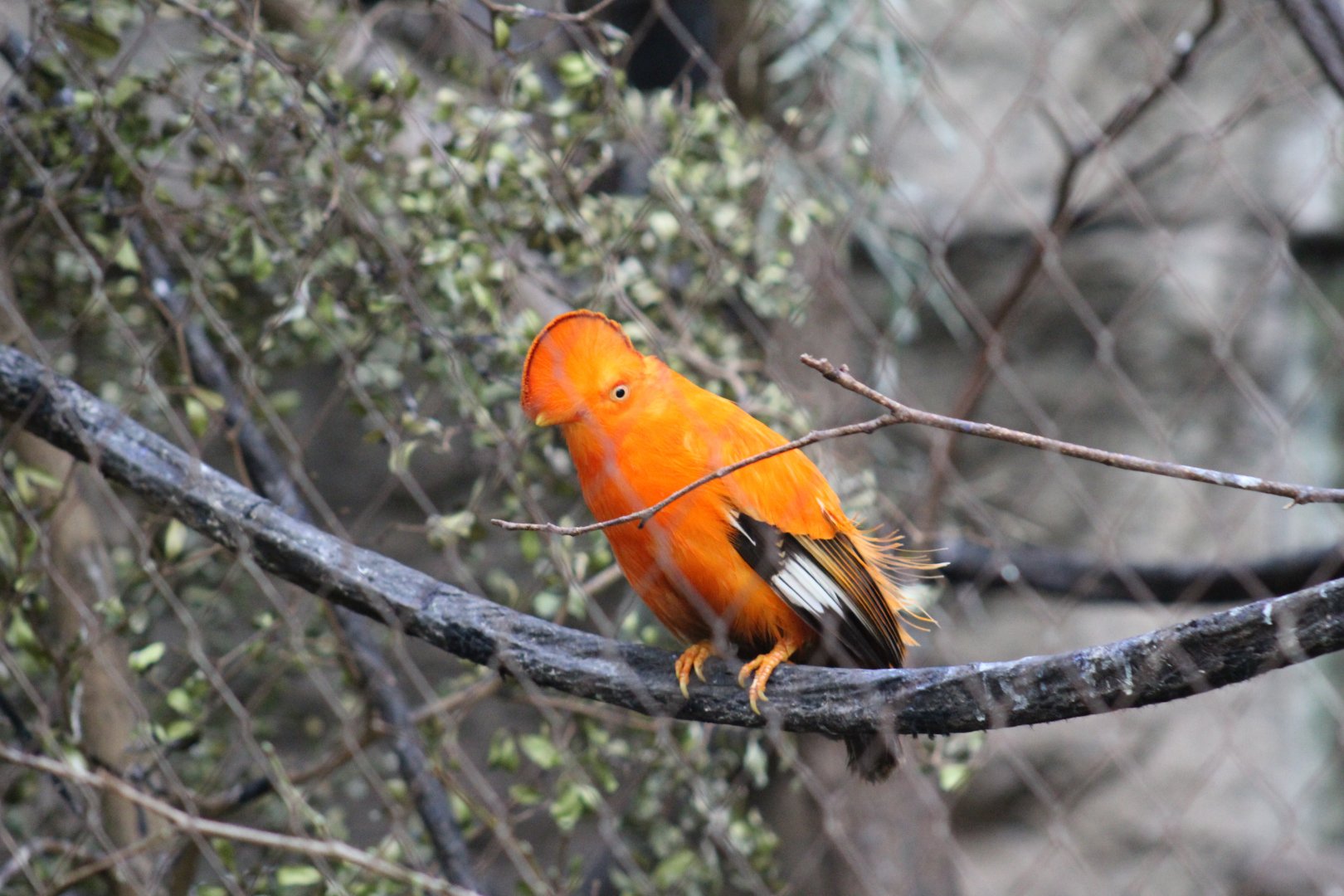 Guianan Cock-of-the-Rock