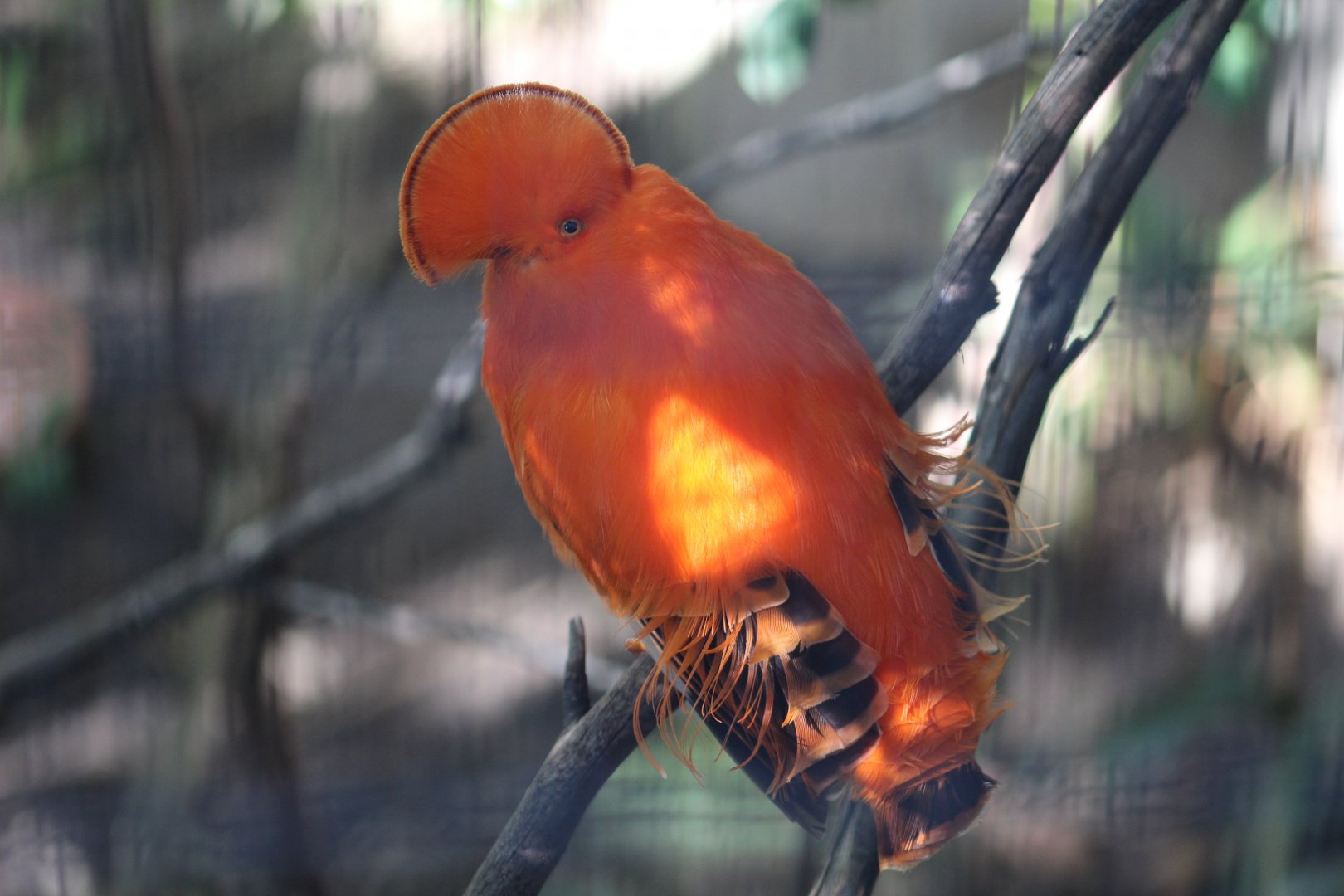 Guianan Cock-of-the-Rock