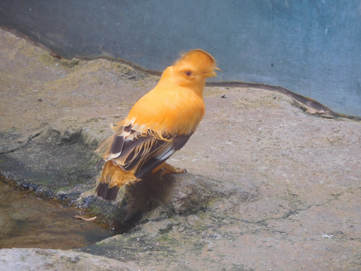 Guianan cock-of-the-rock