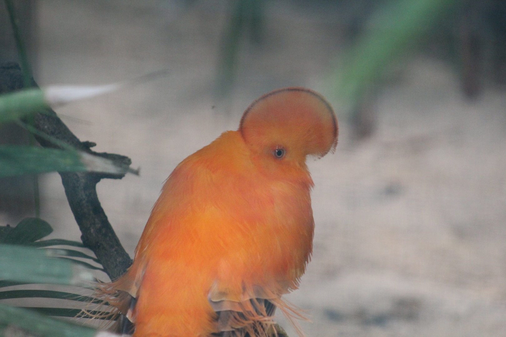Guianan Cock-of-the-Rock