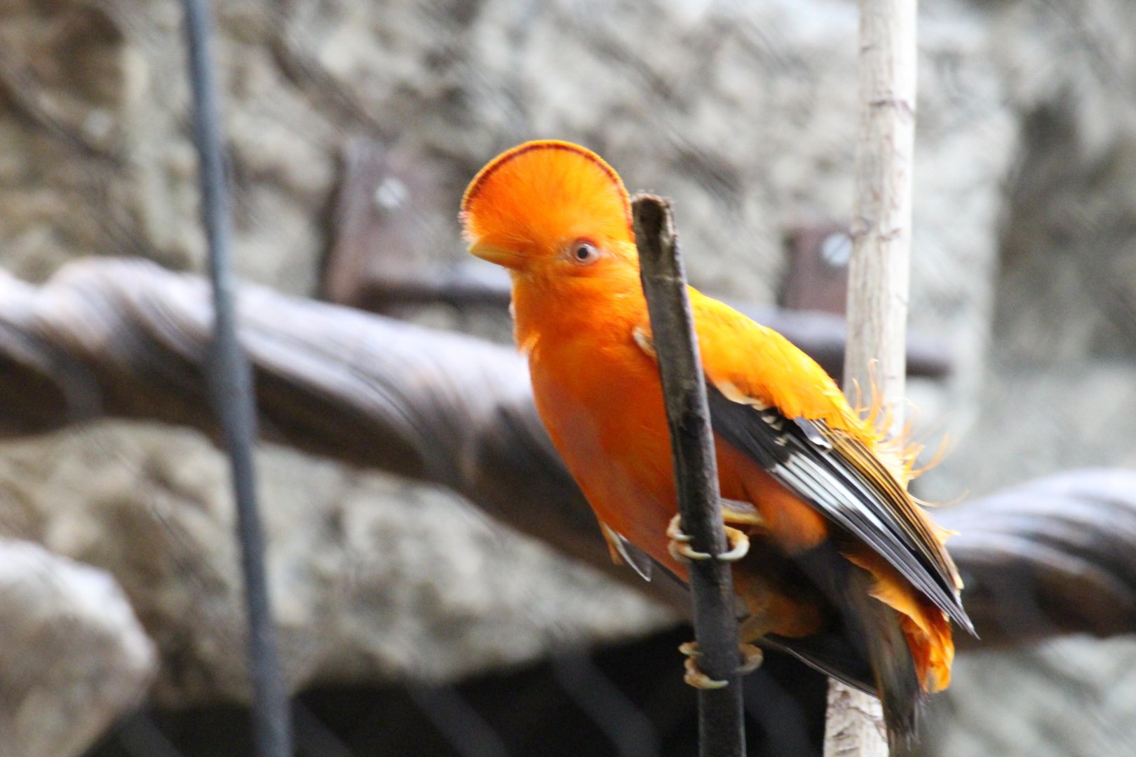 Guianan Cock-of-the-Rock