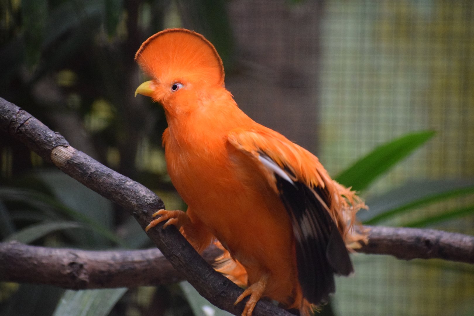 Guianan cock-of-the-rock