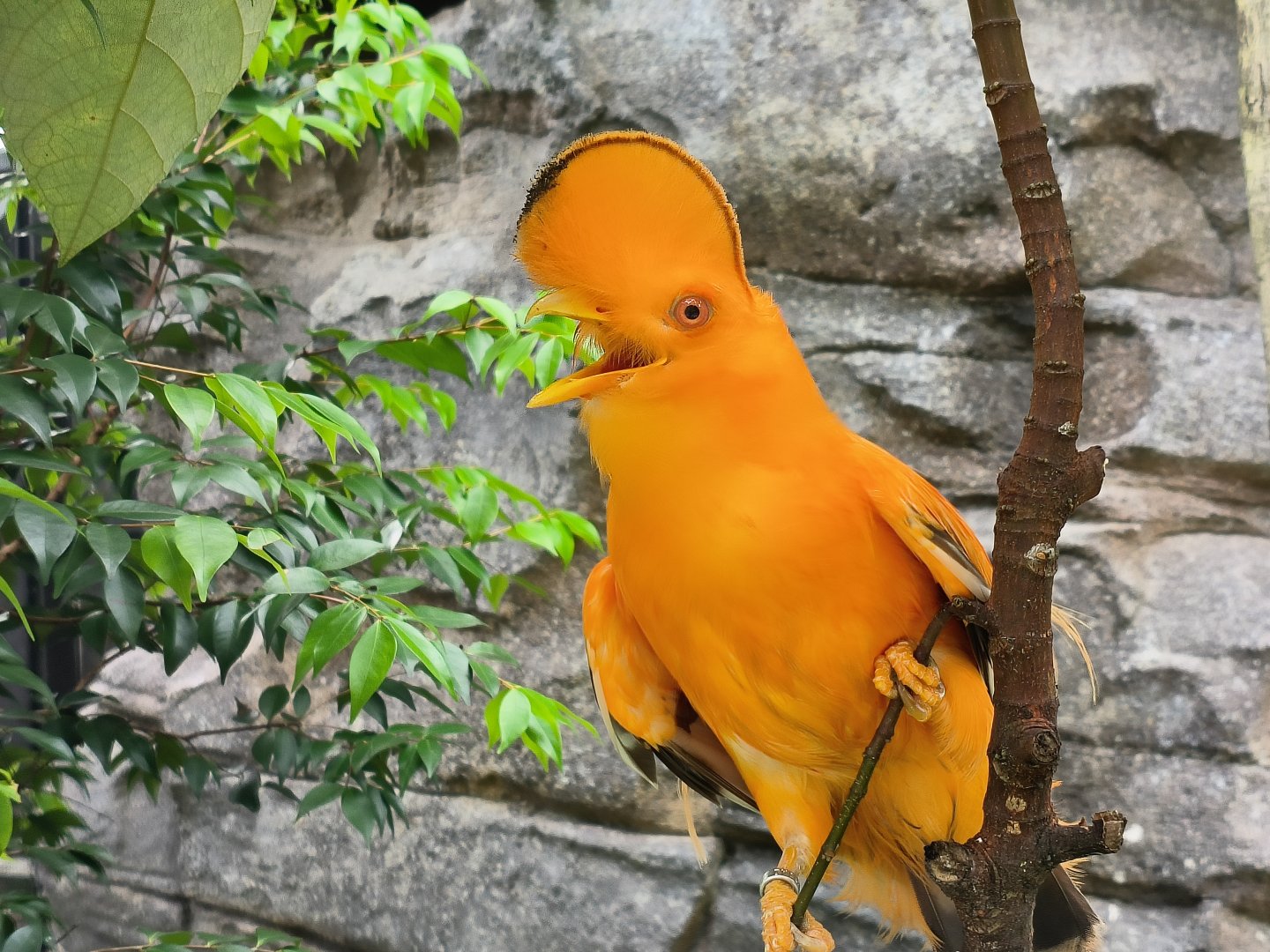 Guianan Cock-of-the-Rock