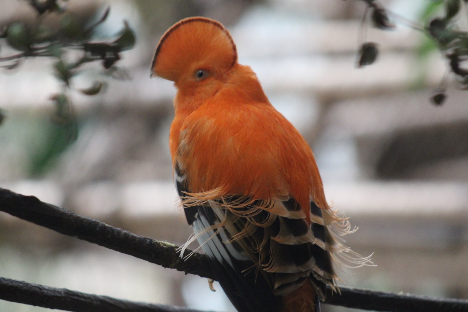 Guianan Cock-of-the-rock
