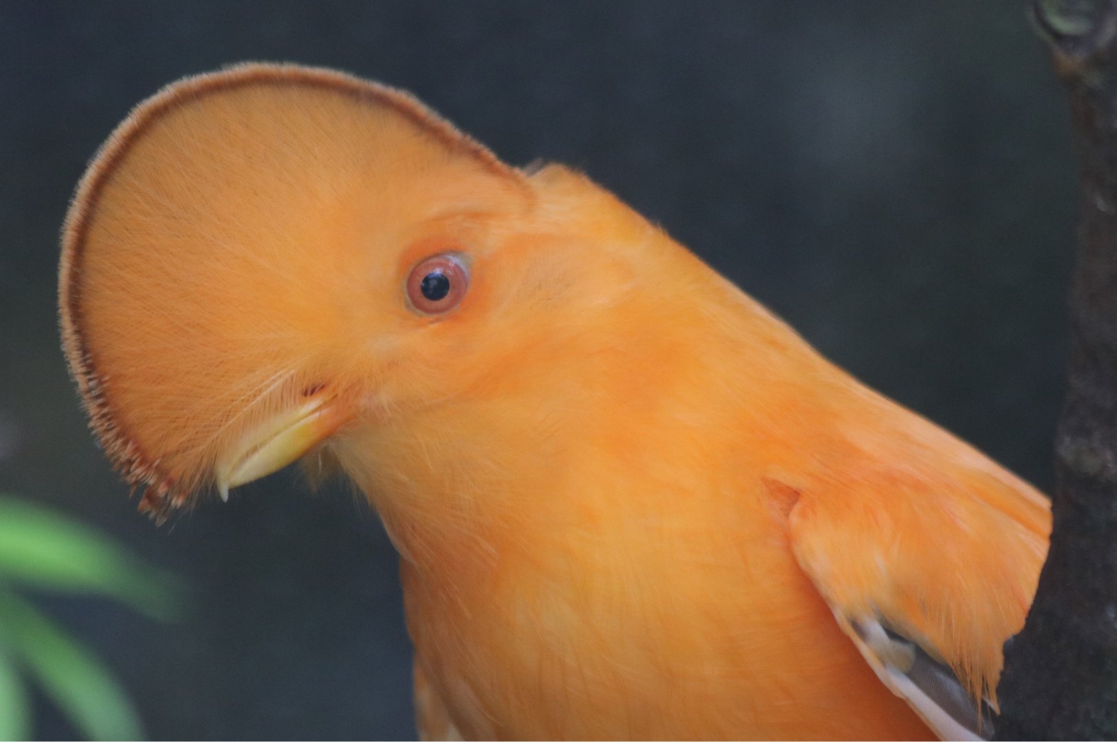 Guianan Cock-of-the-rock