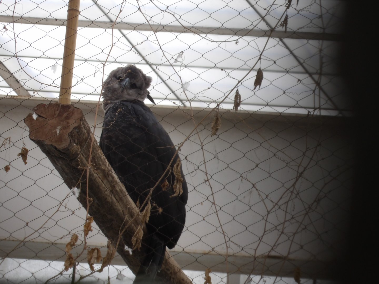 Guianan Crested Eagle(Morphnus guianensis)