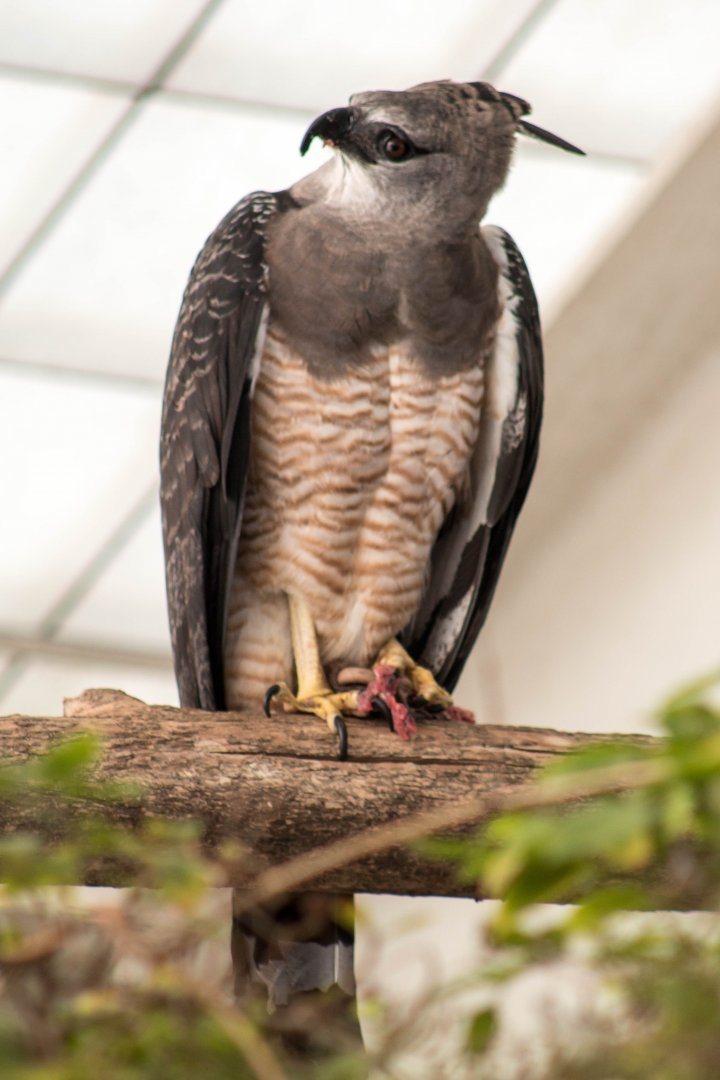 Guianan crested eagle