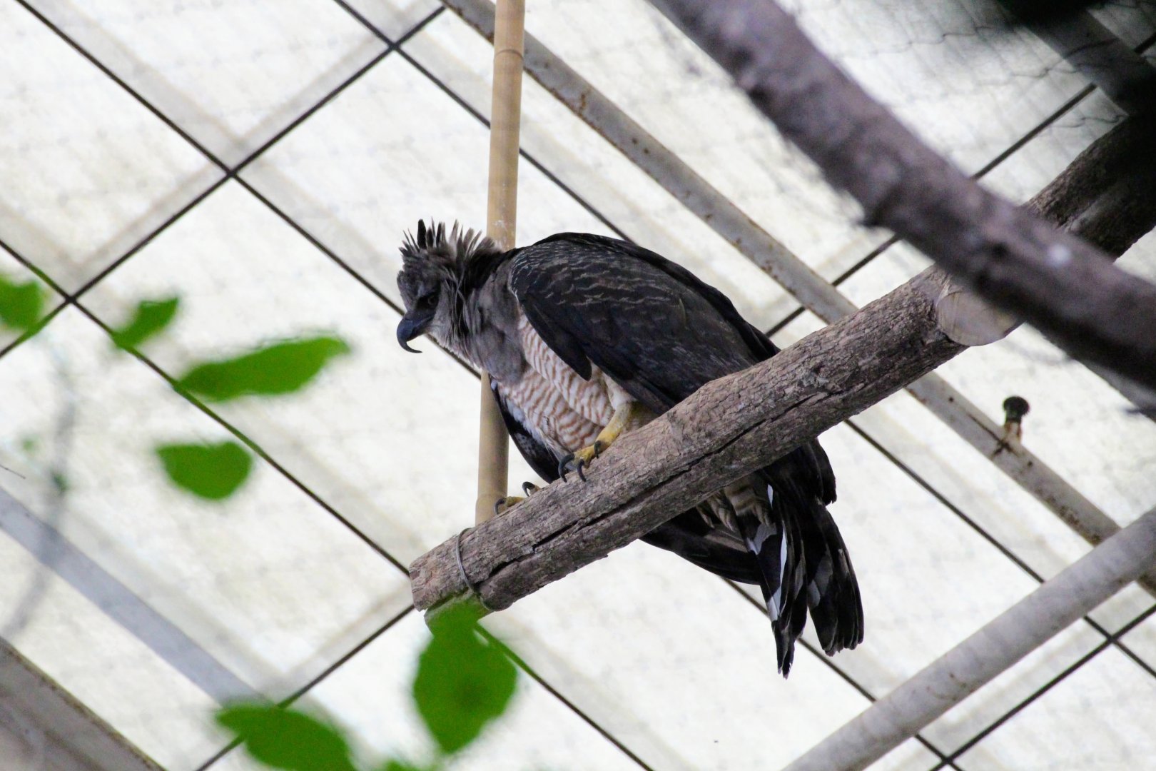 Guianan Crested Eagle