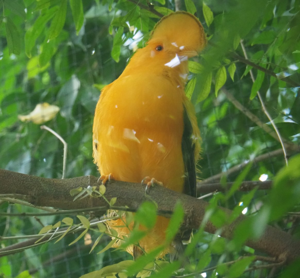 Guianan or Orange cock-of-the-rock (Rupicola rupicola), Sep 2nd, 2018