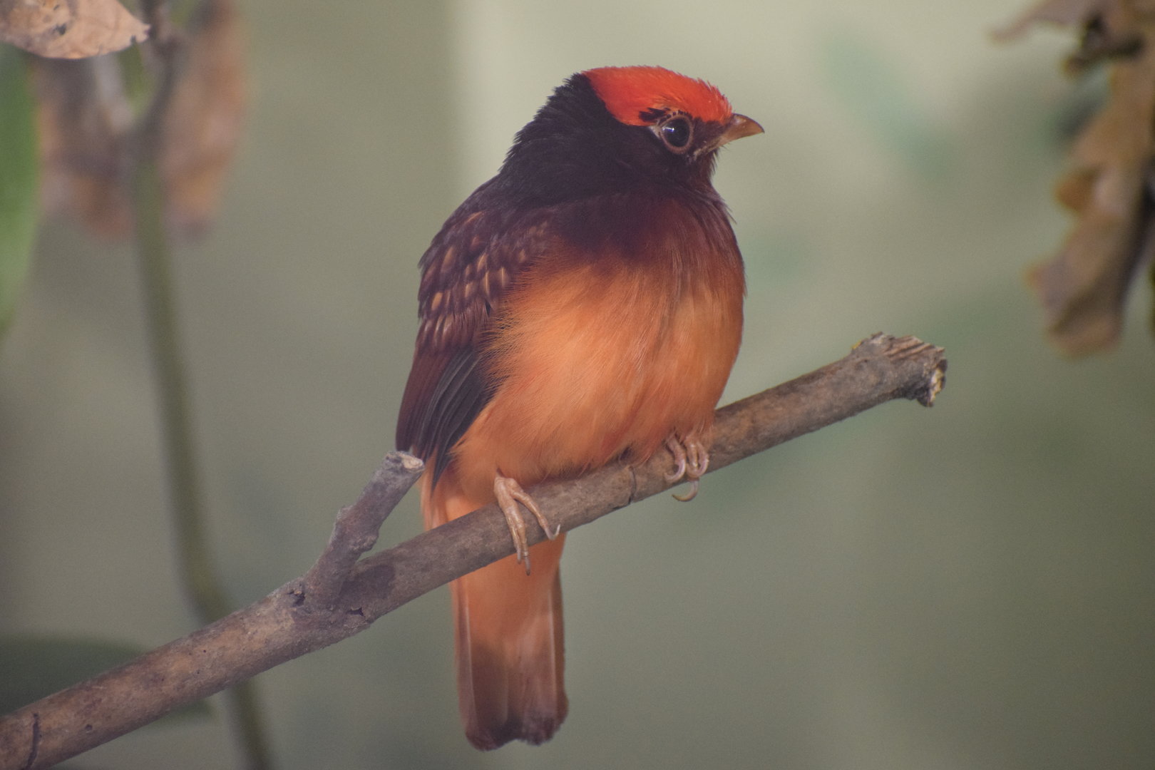 Guianan red cotinga - October 2023