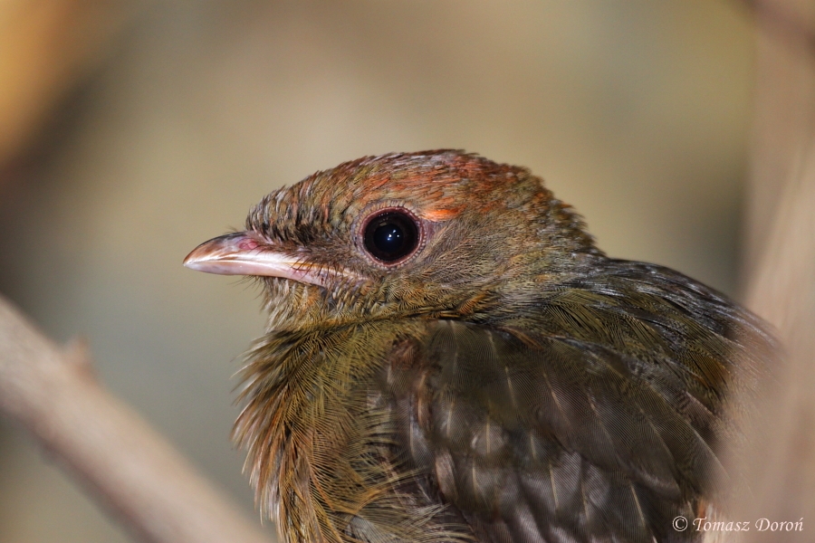 Guianan Red Cotinga (Phoenicircus carnifex), July 2010