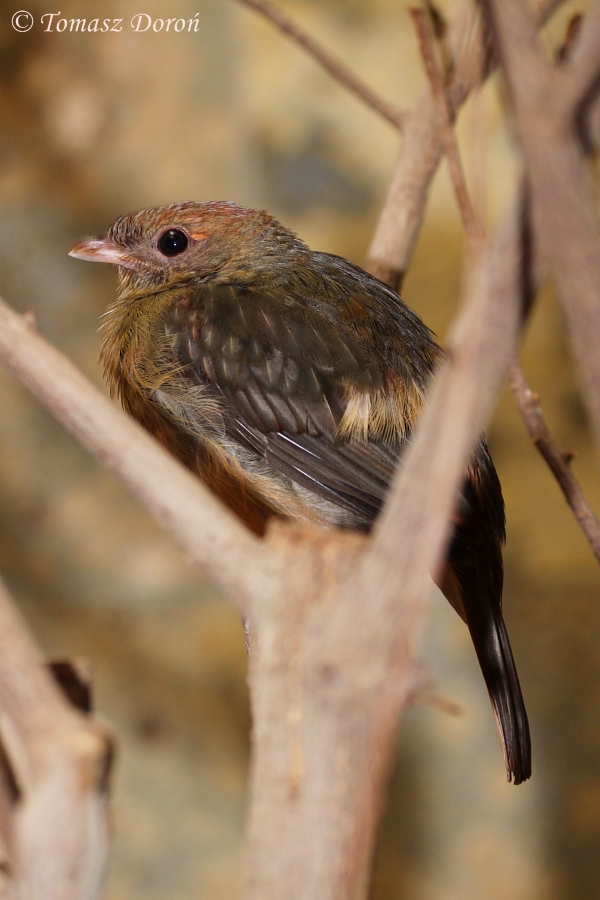 Guianan Red Cotinga (Phoenicircus carnifex), July 2010.