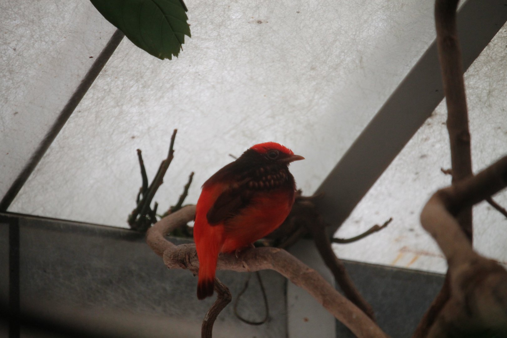 Guianan Red Cotinga (Phoenicircus carnifex)