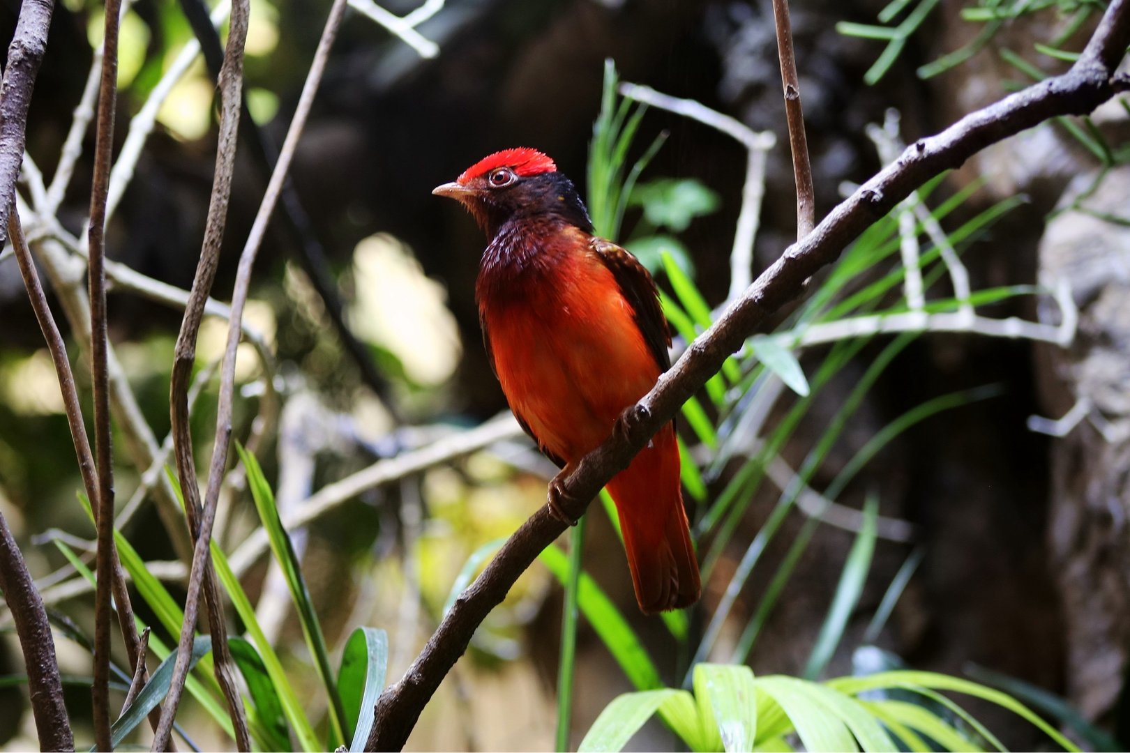 Guianan Red Cotinga (Phoenicircus carnifex)