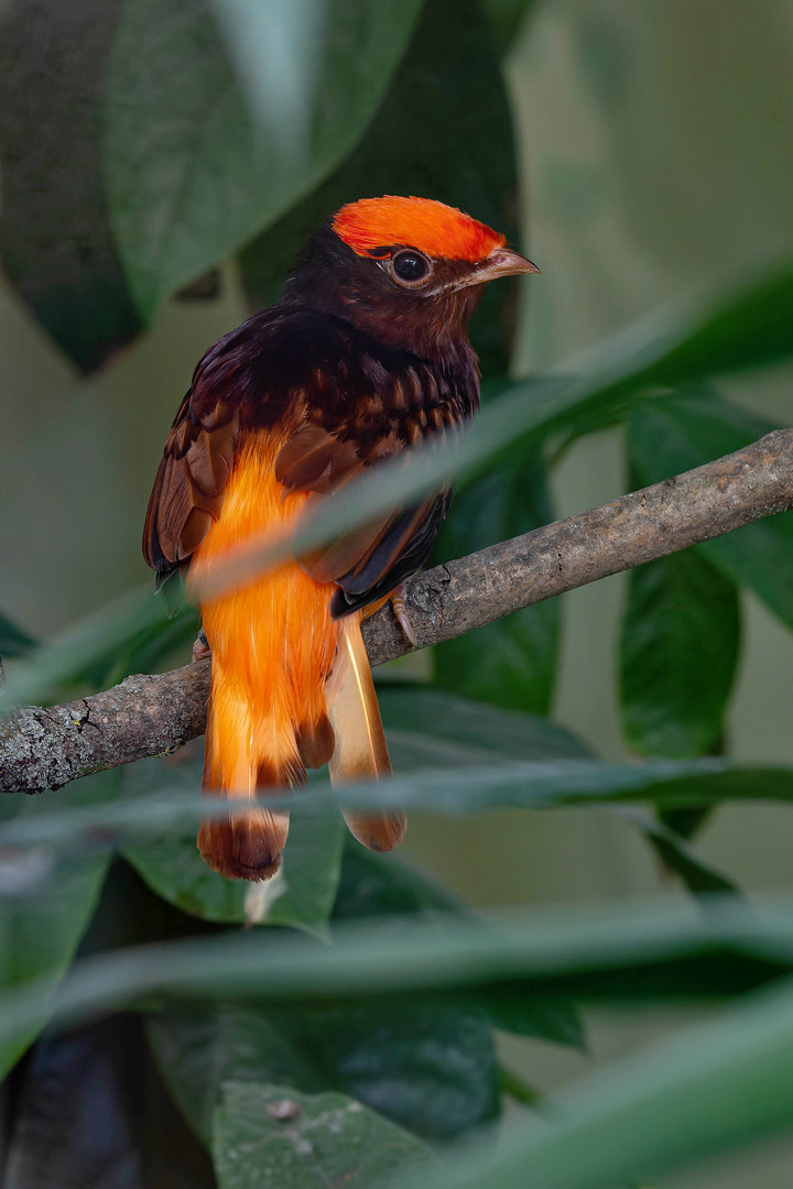 Guianan red cotinga (Phoenicircus carnifex)